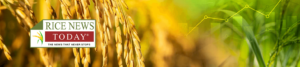 Philippines' 60-Day Rice Import Ban: Implications for Agricultural ...