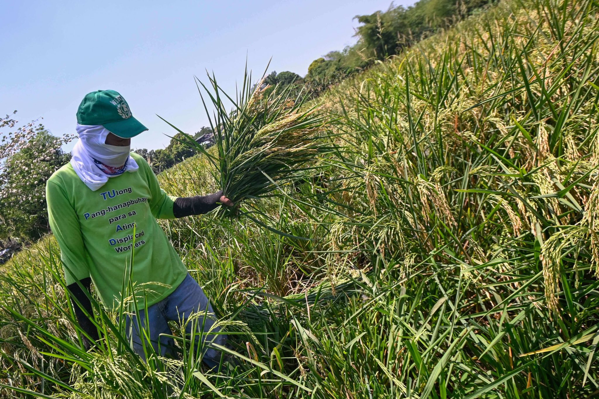 NIA to sell P29/kg rice by August - Rice News Today