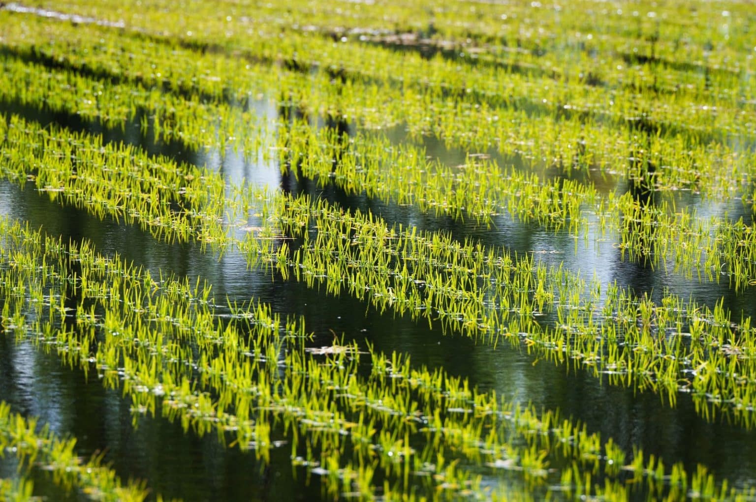 climate-change-threatens-rice-harvest-quality-study