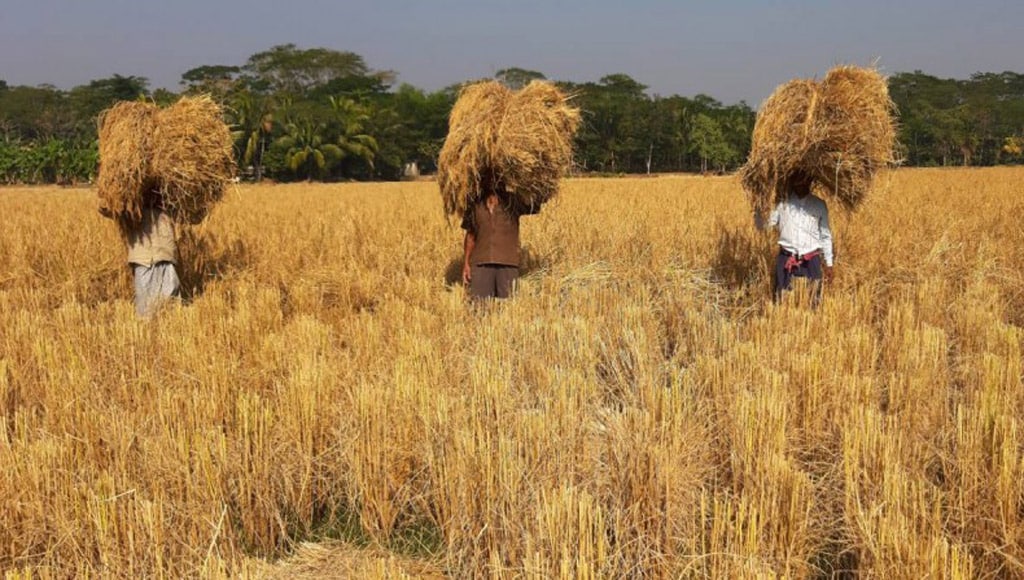Heatwaves, droughts threaten rice yields in Bangladesh