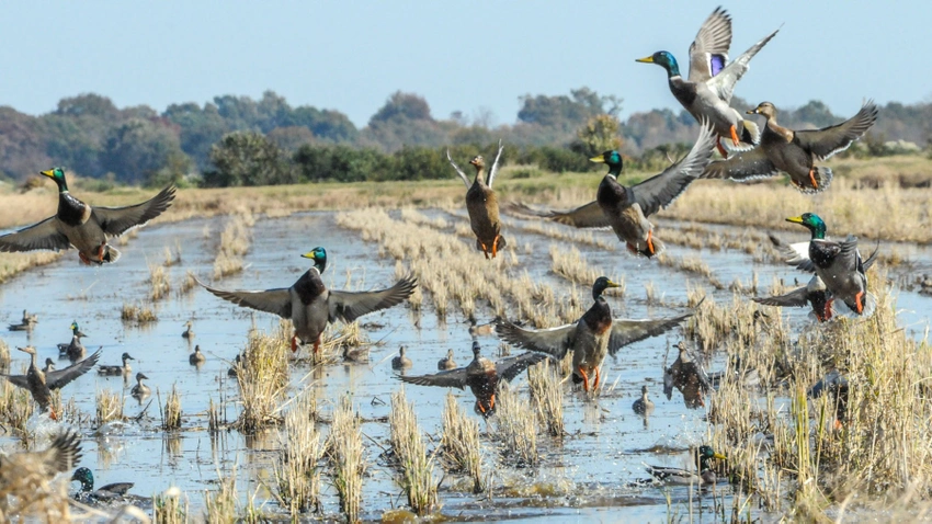 Waterfowl and Delta agriculture, upcoming event
