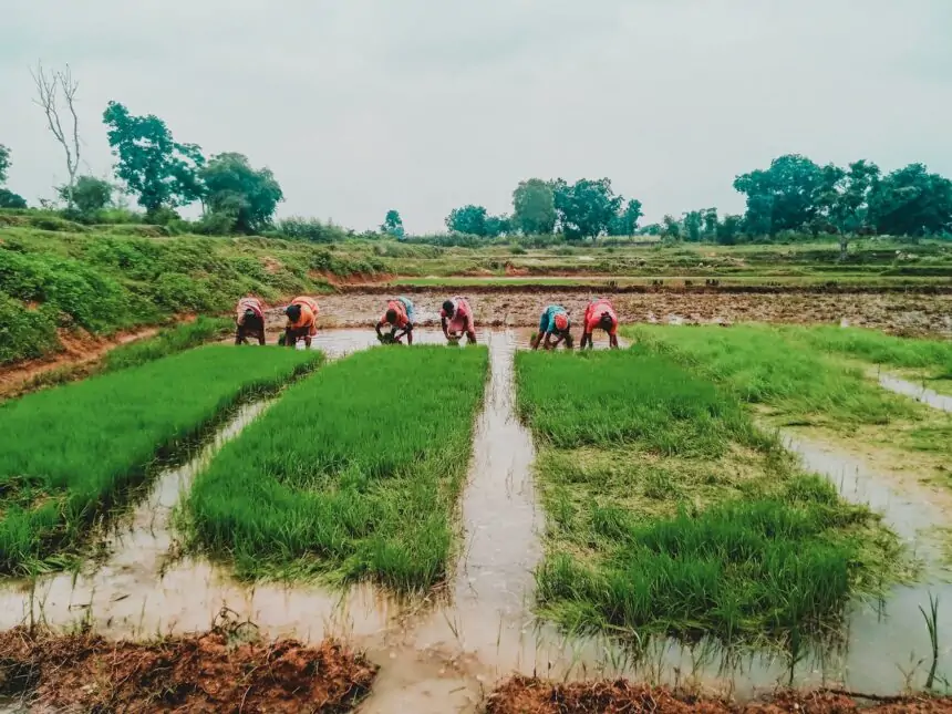 Startup Promises Solution to Rice Farming’s Methane Problem