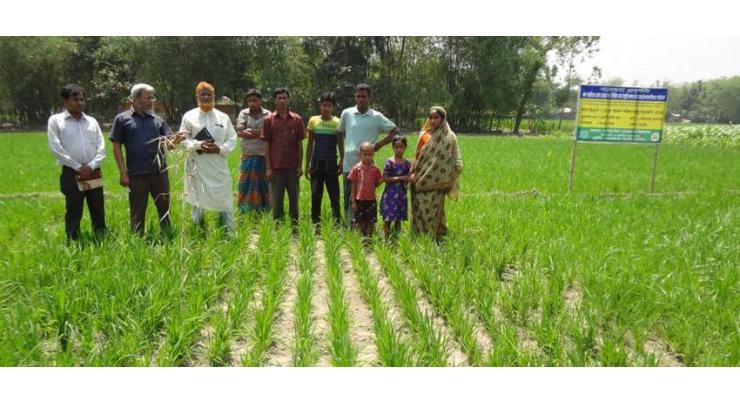 Farmers Advised To Start Rice Cultivation From May 20