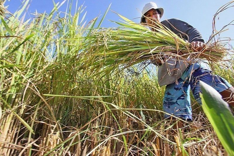 Imee: Extend aid to rice farmers