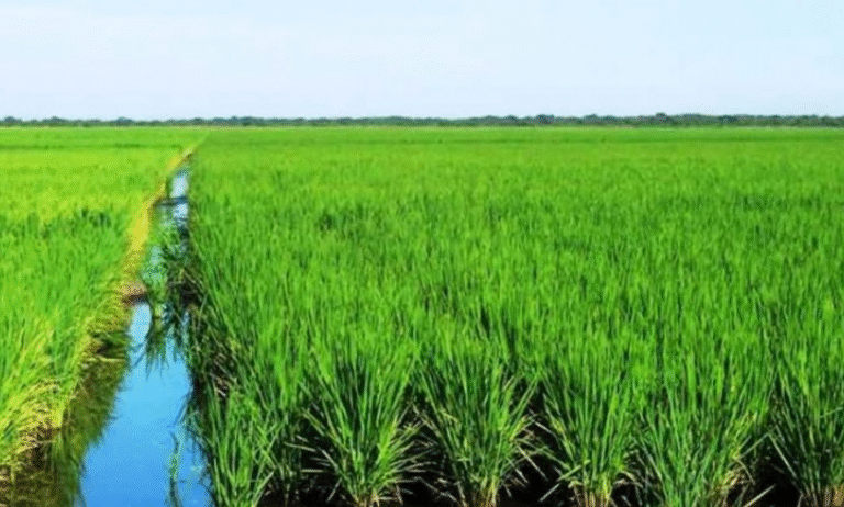 Cuba Increases Rice Cultivation by 200,000 Hectares
