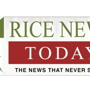 Rice Market & Reports (Monthly Plan)