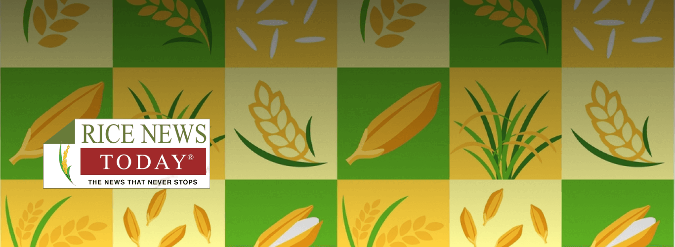 Rice Banner Image 2