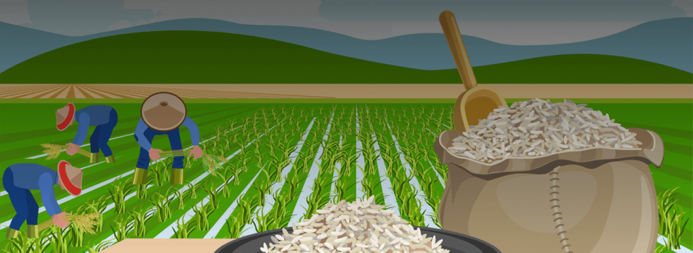 Rice Banner Image 4